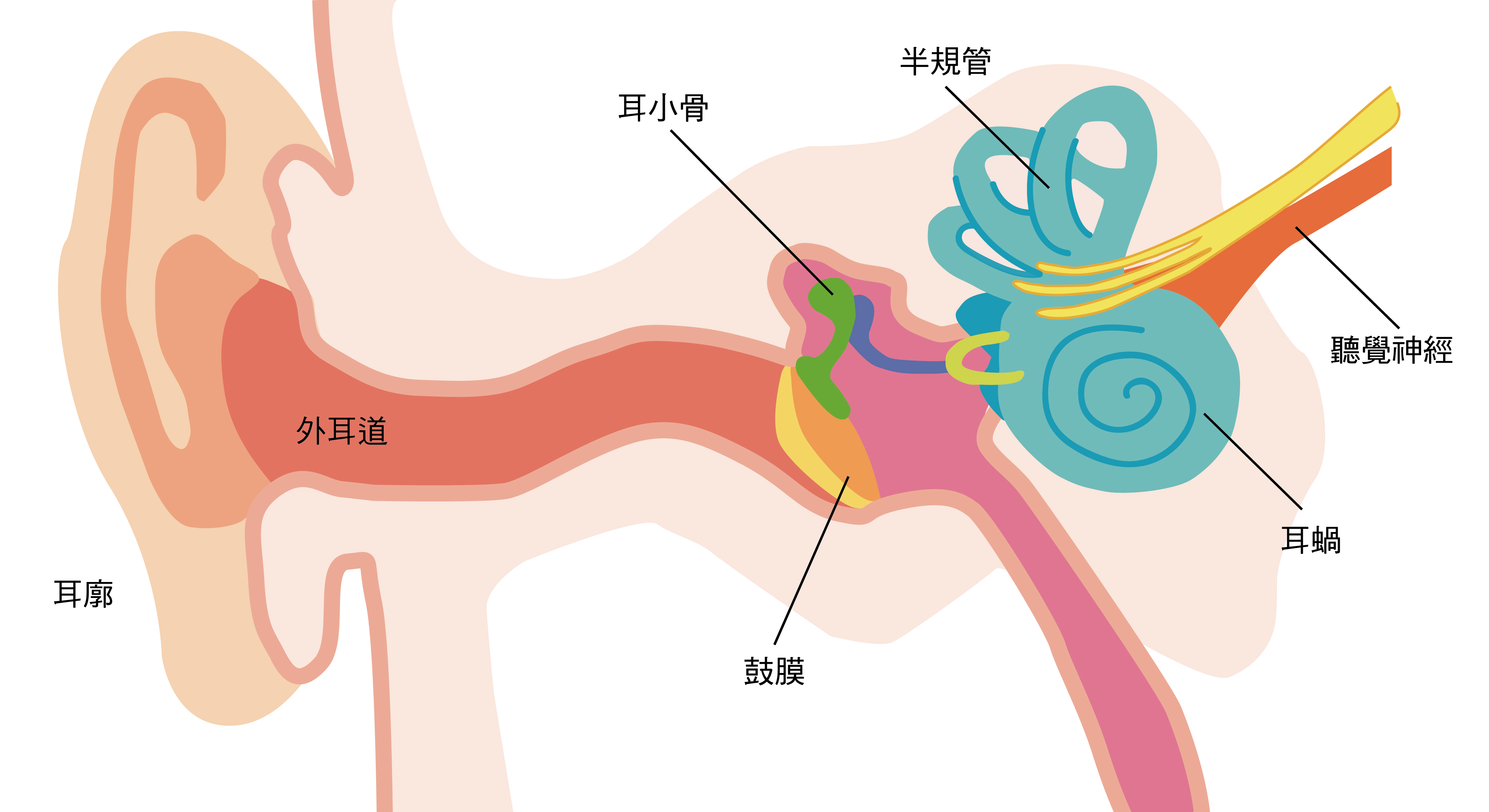 耳朵結構圖